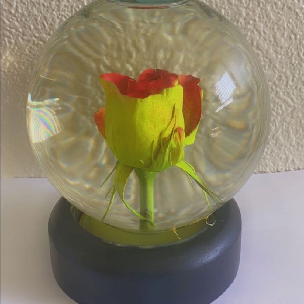 The ever-living rose